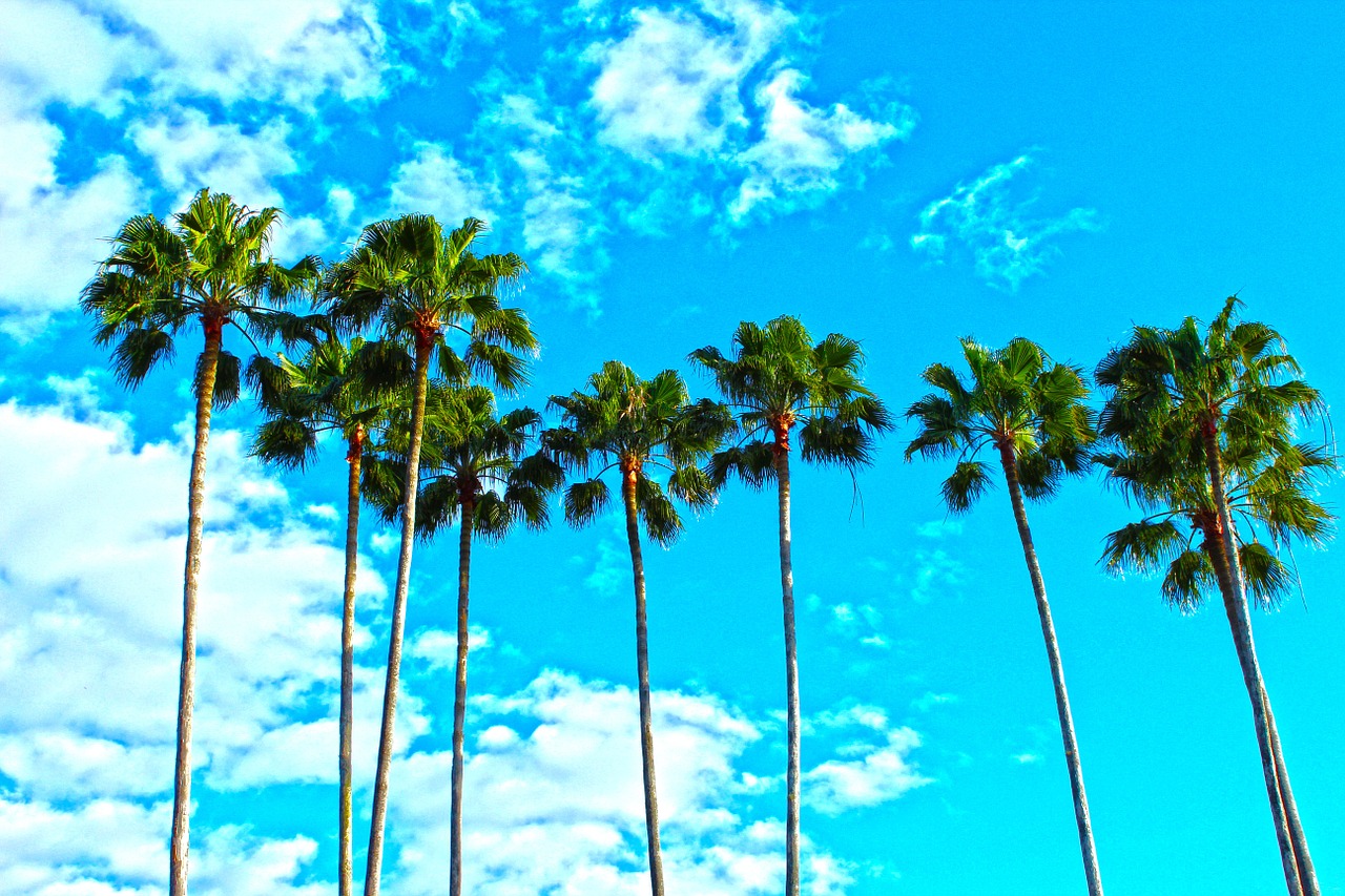 palm trees, florida, tropical-1277243.jpg