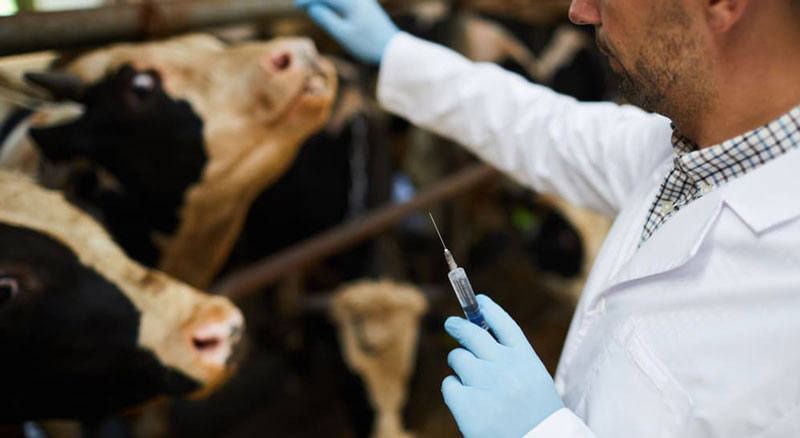 injecting cattle with mRNA